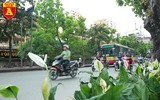 Trồng cây cảnh, phủ xanh dải phân cách ở đường Kim Mã